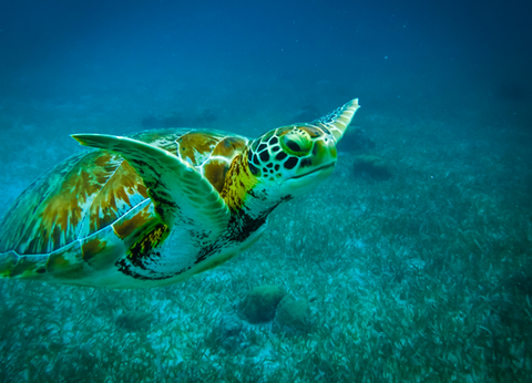 Circuit Guatemala, Sur la Piste du Quetzal et Belize - 43