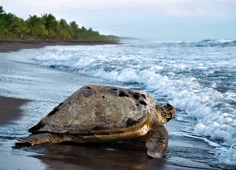 Circuit Merveilles du Costa Rica du Nord au Sud - 7