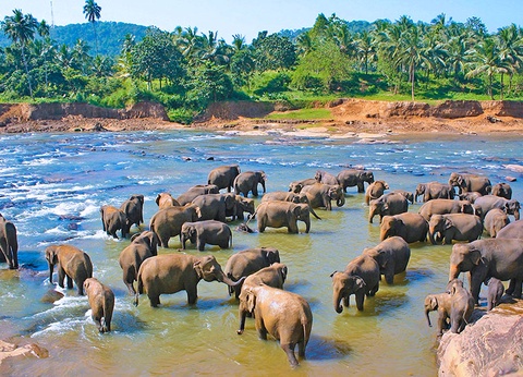 Circuit Le Sri Lanka, Dubaï et Abu Dhabi, de l'Océan Indien au Golfe Persique - 5