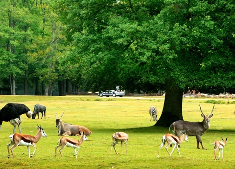 Week-end avec entrée au ZooSafari de Thoiry 4* - 24