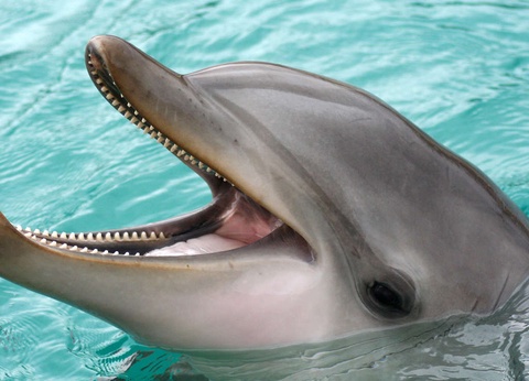 Tour du monde animalier en famille - 4* - 21