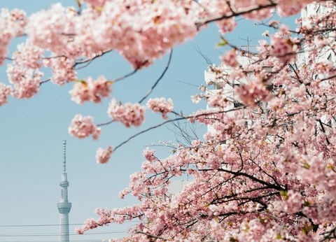 Aventure Japon : Circuit Individuel avec Universal & Warner Studios - 7