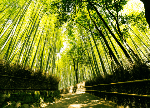 Circuit Au Coeur du Japon, Authentique et Insolite - 20