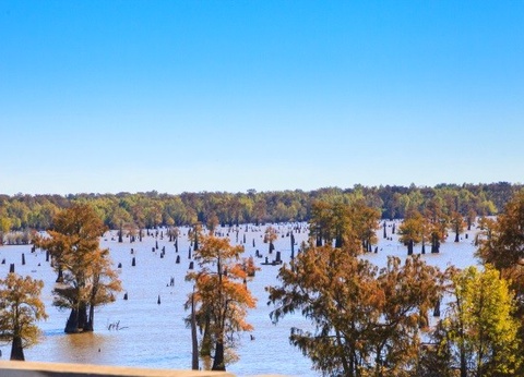 Circuit Coeur de Louisiane, entre Bayous et Plantations - 9