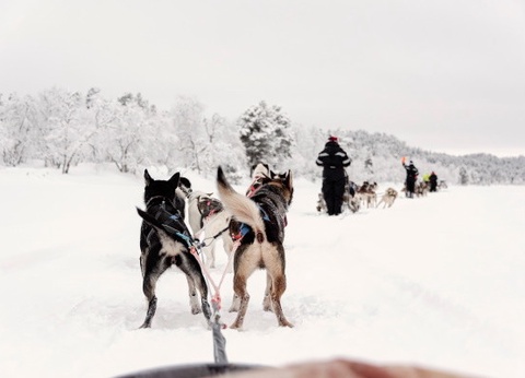 Club Jumbo Tankavaara Gold Village (activités incluses) - 6