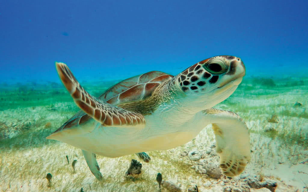 Autotour Péninsule du Yucatan - 5