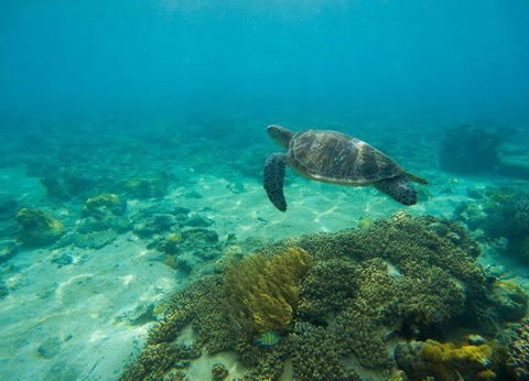 COULEURS PHILIPPINES EXTENSION VISAYAS - 7