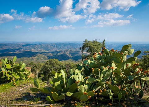 Circuit Splendeurs d'Algarve, logement au Framissima Albufeira Sol **** - 14