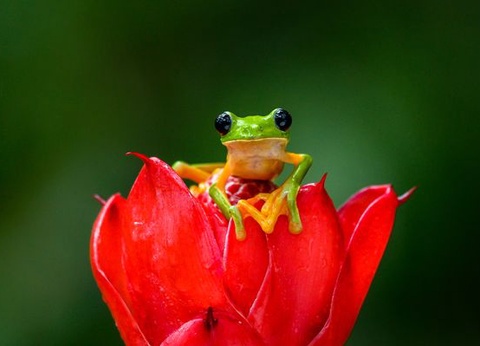 Splendeurs du Costa Rica & extension Playa Tambor 13J/11N - 2026 - 12