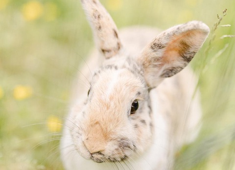 Domaine de L'Oiselière, 4* - 18