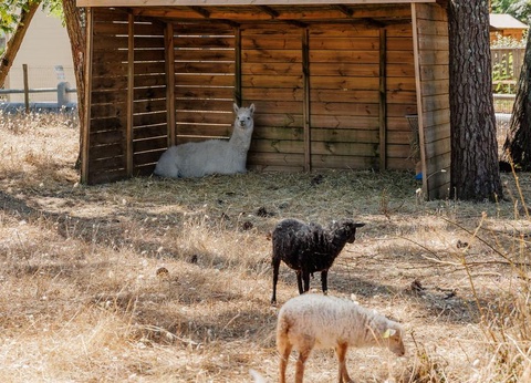 Flower Camping Au Bois des Biches, 4* - 59