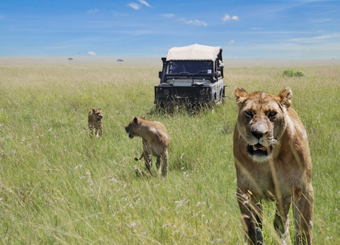 Circuit Safari au coeur des grands parcs du Kenya - 21