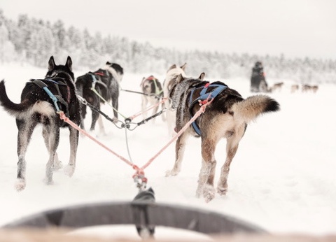 Club Jumbo Yllaskaltio (activités incluses) - 2