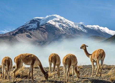 L'Equateur, de l'Amazonie aux Galapagos (petit groupe 2-16 pers.) - 8