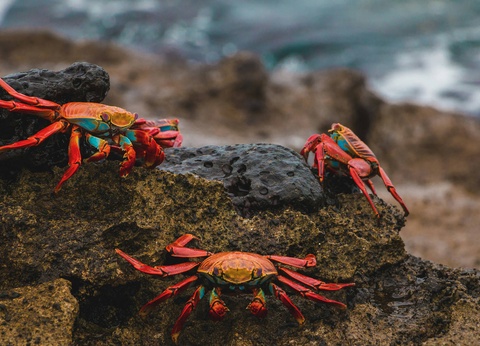 Circuit De la cordillère aux Galápagos : un voyage au coeur de la nature - 11