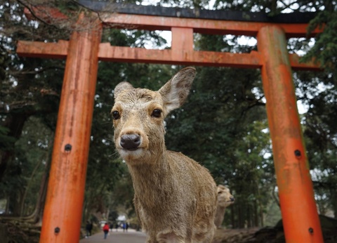 Circuit Voyage en liberté, là où naît le soleil : récit d'un Japon intemporel - 7
