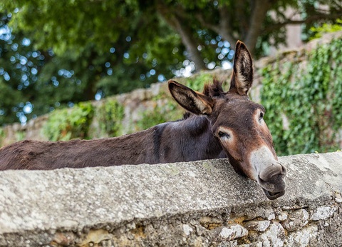 Circuit Itinéraire d'exception en Haute-Corse au départ de Bastia - 2