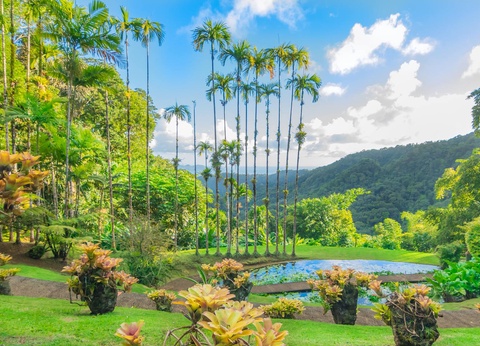 Circuit Évasion Caribéenne : Martinique et Sainte-Lucie - 7