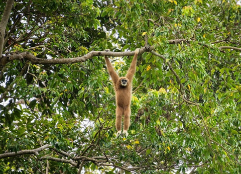 Circuit Du Parc National de Khao Sok aux Sables de Khao Lak - 42