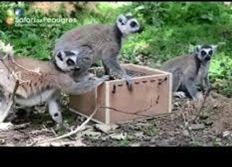 Camping Ushuaia Villages L'Oasis, 5* - 63