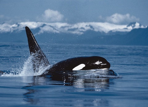 Croisière Splendeurs du Groenland - 8