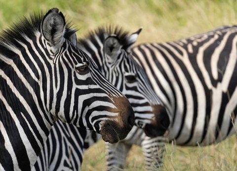 Circuit Safari Bahashishi - 21