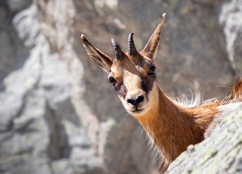 Camping les Templiers, 3* - 16