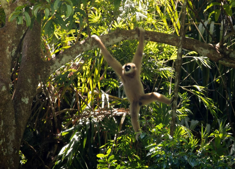 Circuit Du Parc National de Khao Sok aux Sables de Khao Lak - 40