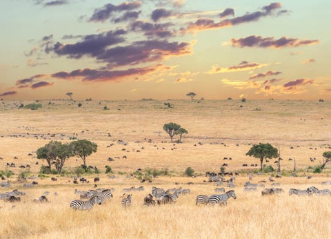 Circuit Safari au coeur des grands parcs du Kenya - 2