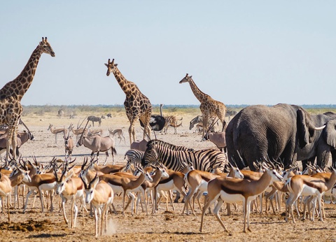 Circuit Visage de Namibie - 15