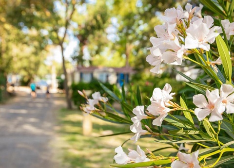 Camping SUNELIA Ma Prairie, 4* - 43