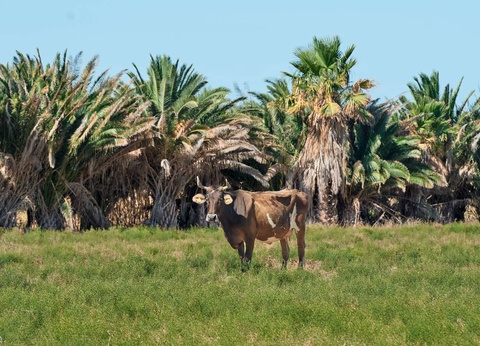 Hôtel Grecotel Casa Paradiso 4* - 13
