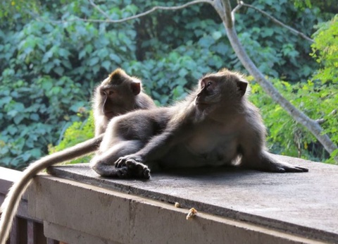 Circuit Immersion à Bali - De Denpasar A Denpasar - 6