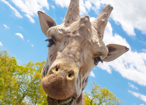 Escapade en famille à Valence et entrées pour le Safari de Peaugres - 3* - 9