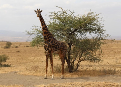 Safari Privatif - Aventure Tanzanienne - 8