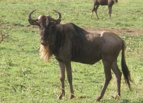 Circuit Punda Milia - De Nairobi A Mombasa - 3