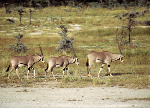 Circuit Safaris de Légende - 10