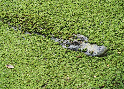 Circuit De New York à Miami, la côte est du nord au sud - 12