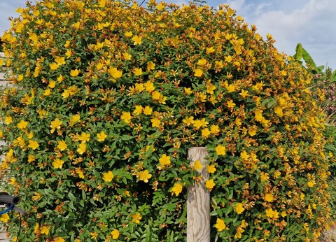 Camping Paradis - Domaine de Bellevue, 4* - 79