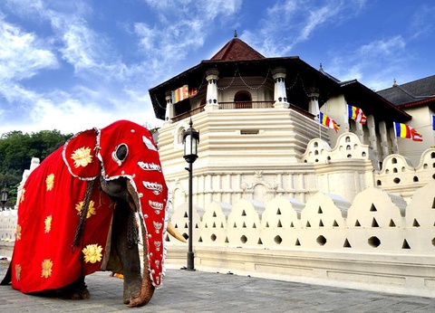 Circuit Le Sri Lanka, pays de l'Or Vert - 9