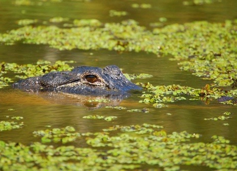 Circuit Coeur de Louisiane, entre Bayous et Plantations - 12