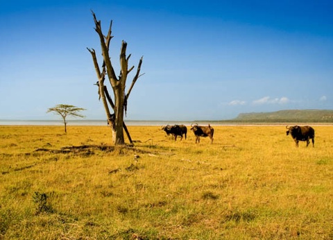 Circuit Safari au coeur des grands parcs du Kenya - 19