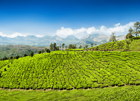 Circuit Merveilles du Kerala en Privatif - 40