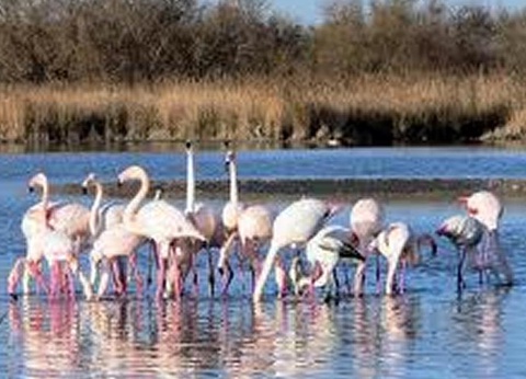 Camping le Domaine de Gajan, 4* - 59