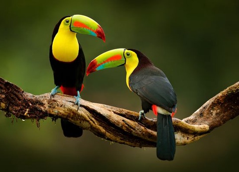 Splendeurs du Costa Rica & extension Puntarenas 13J/11N - 2026 - 8