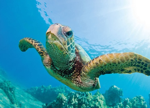 Hôtel Denis Private Island 4* - 8