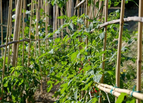 Camping Barco Reale, 4* - 19