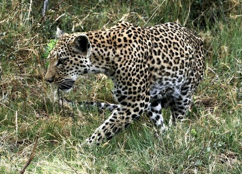 Circuit Splendeurs d'Afrique du Sud et Eswatini, Extension Chutes Victoria et Chobe - 15