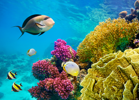 Croisière Des Mystères du Nil en Dahabeya à la Mer Rouge 5* - 55