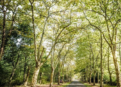 Camping Sea Green Domaine de La Forge, 4* - 23